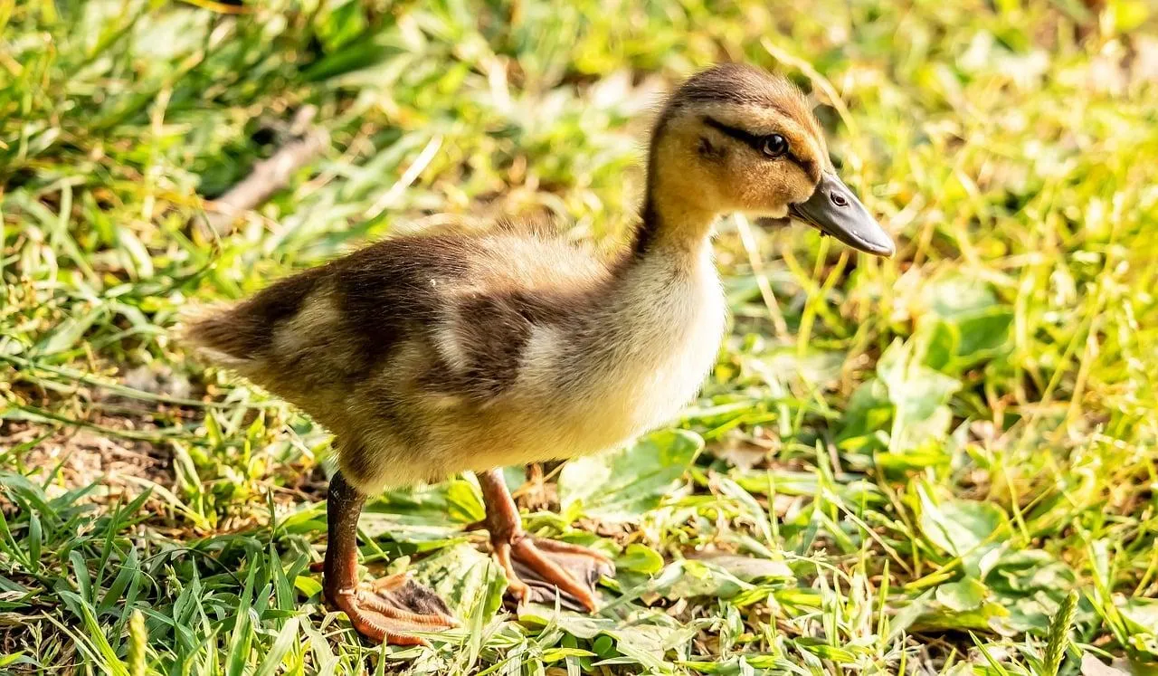 Small Bird Standing on Green Grass Field with Bright Light