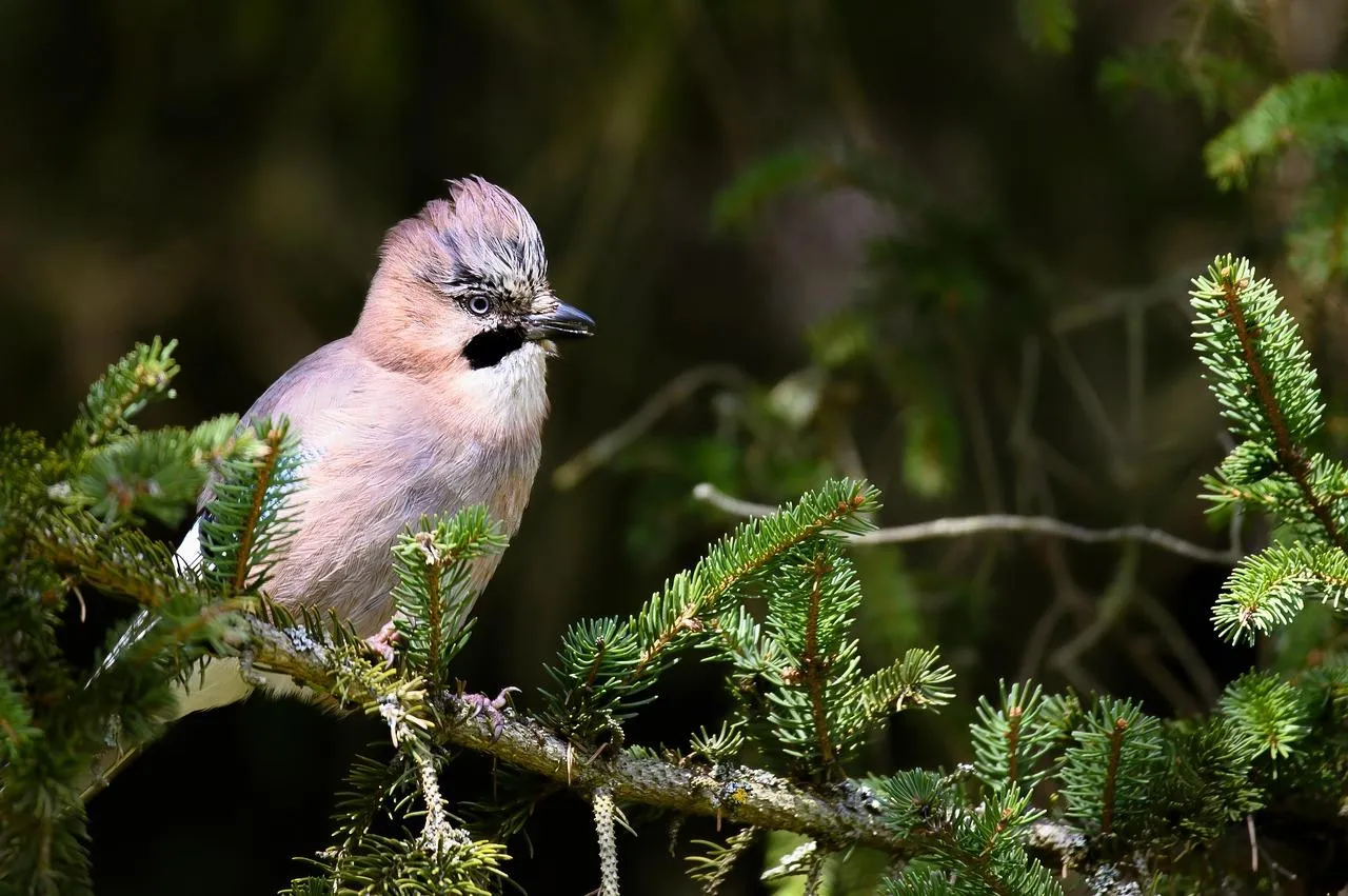 Small Bird Standing on Tree Branch free Wallpaper