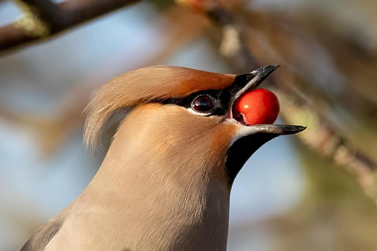 Small bird with red markings on its head perched on a branch