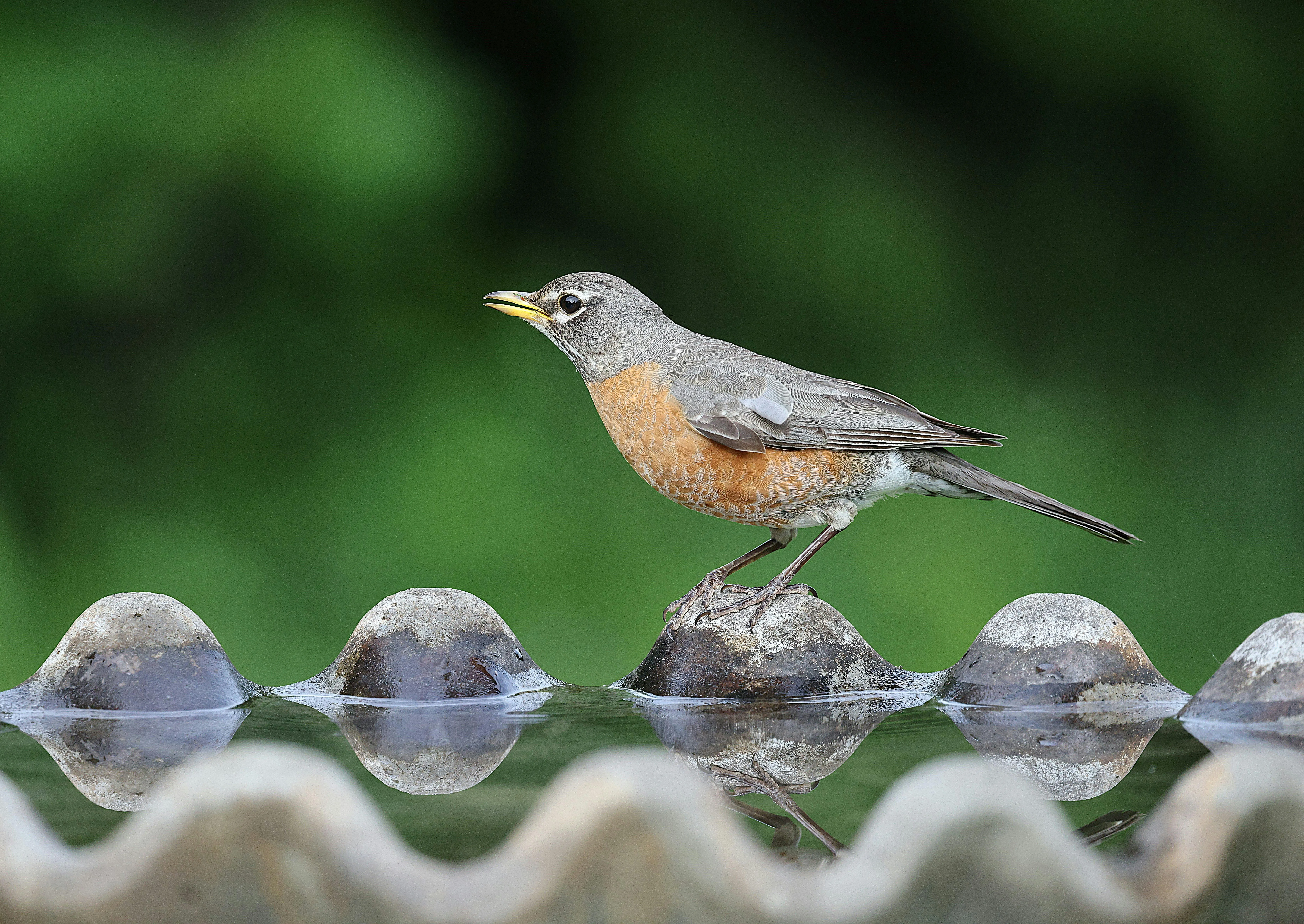 Small Birds Perched Calmly on a Wooden Fence Wallpaper