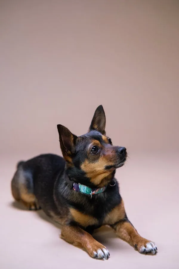 Small Black and Brown Dog Lying on Pink Background Image