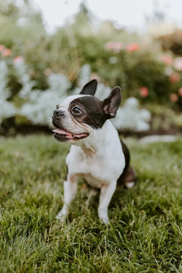 Small Black and White Dog Sitting in Green Grass Image