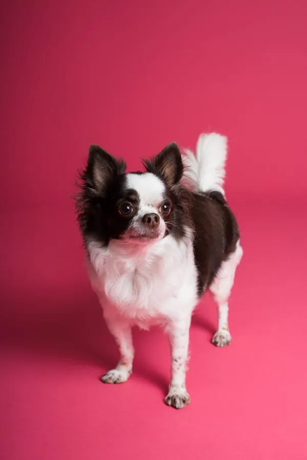 Small Black and White Dog Standing on a Pink Background
