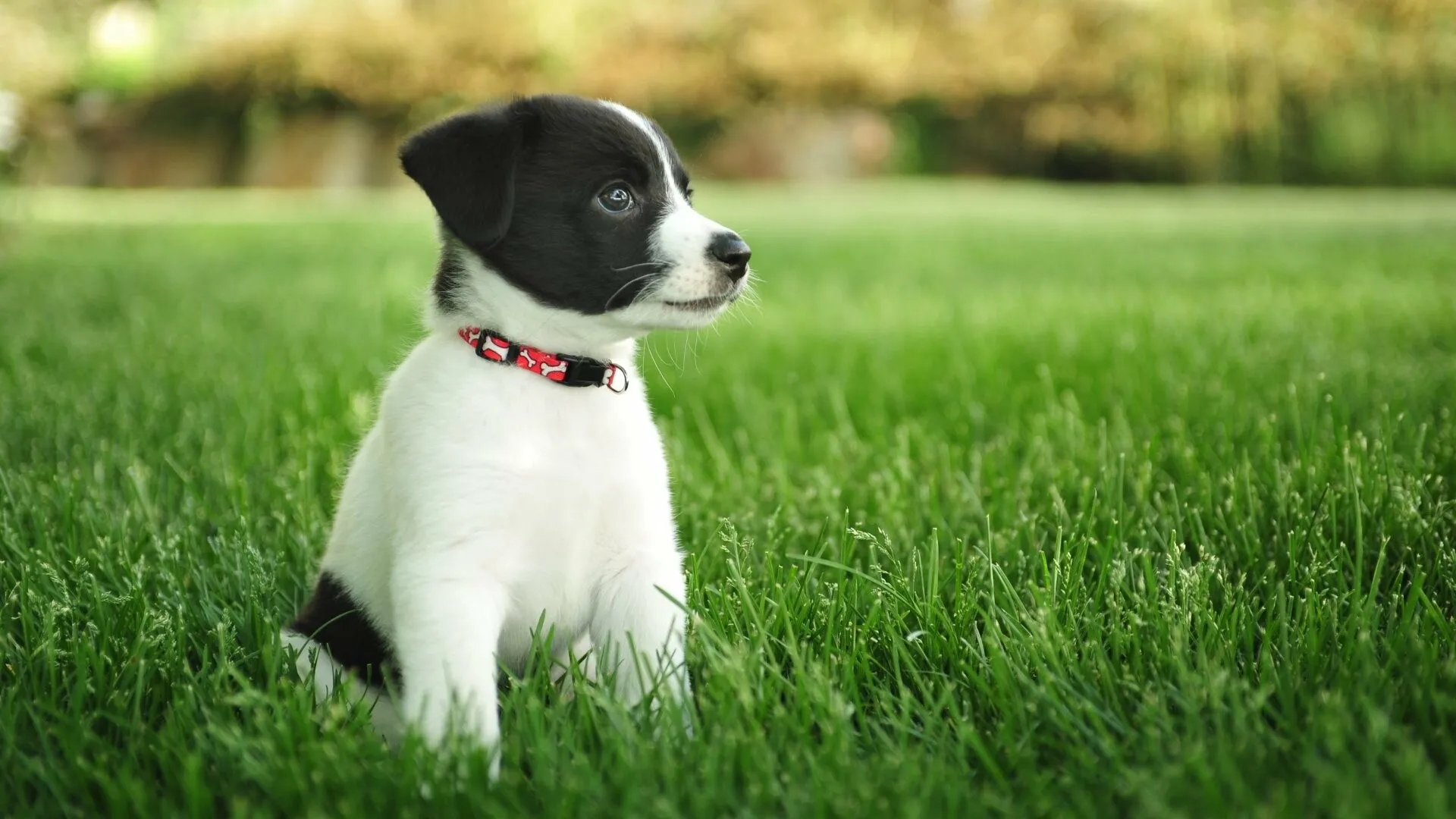 Small Black and White Puppy Sitting on Fresh Green Lawn