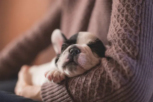 Small Black and White Puppy Sleeping Peacefully in Arms