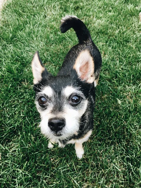 Small Black and White Puppy Standing and Looking Up Image
