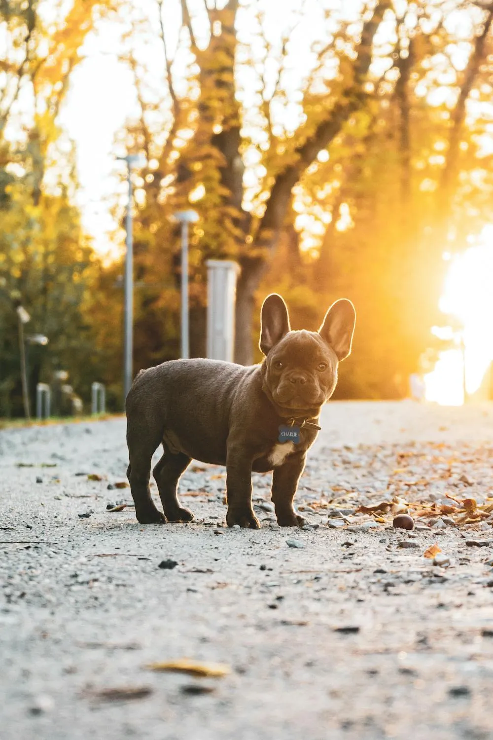 Small Black Puppy Standing on the Path in Golden Sunlight