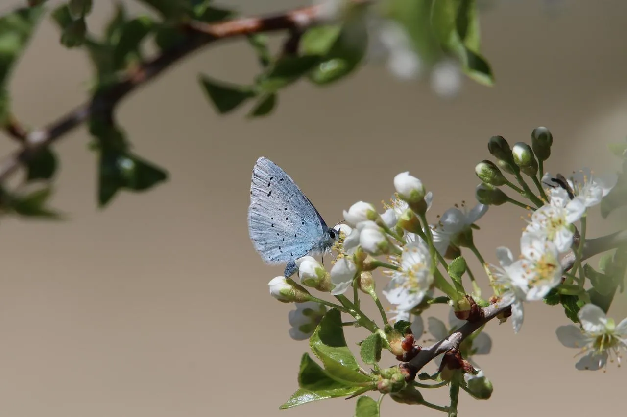 Small Blue Butterfly on White Flower in Garden Wallpaper