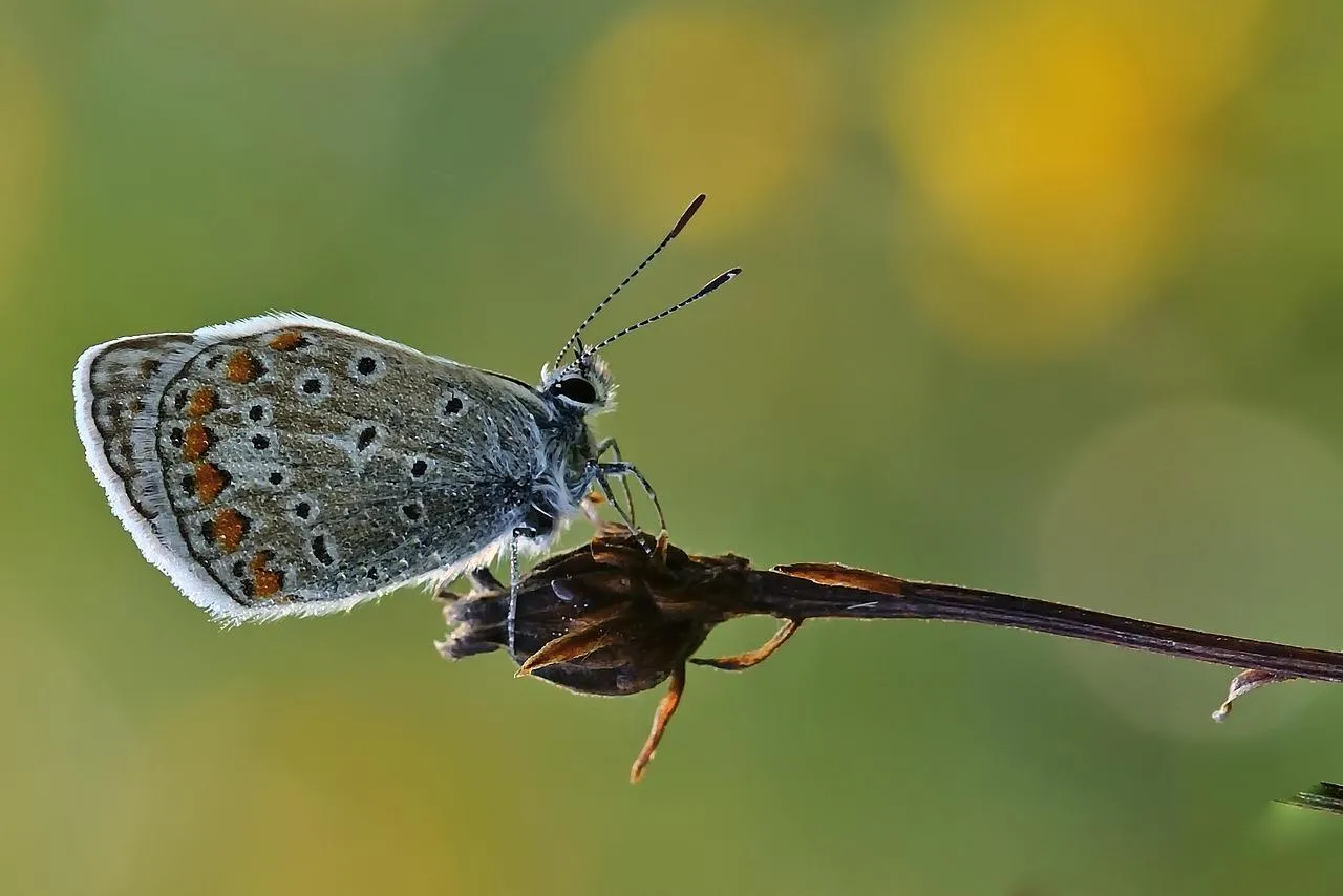Small Blue Butterfly Perched on Thin Twig Wallpaper