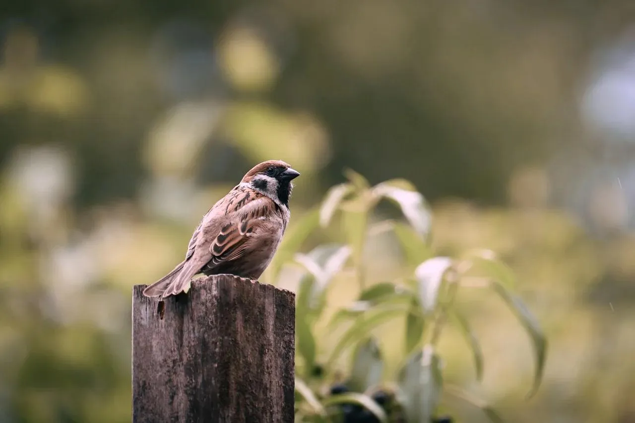 Small Brown Bird Perched on Plant in Soft Focus Background