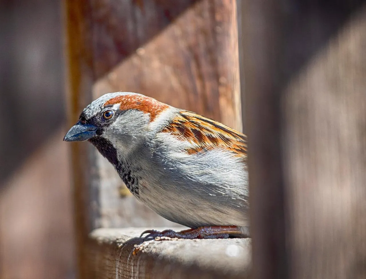 Small Brown Bird Resting Quietly on Wooden Fence Wallpaper