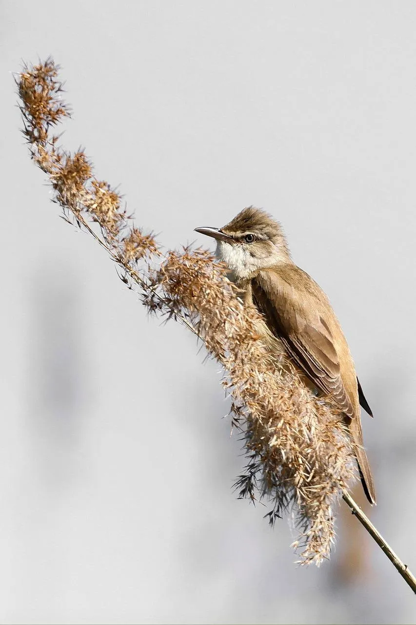 Small Brown Bird Sitting on a Thin Frosty Branch Wallpaper