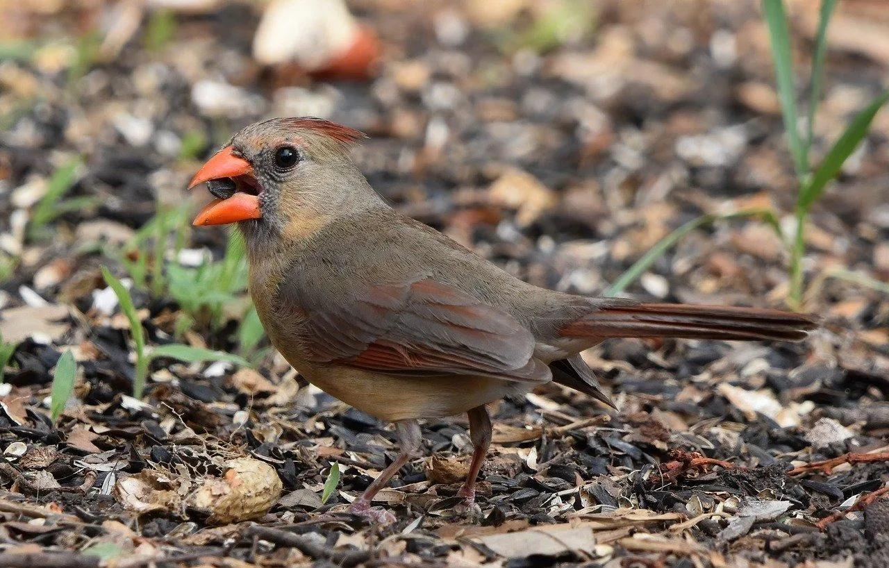 Small Brown Bird Standing on Pebbles in Outdoor Setting