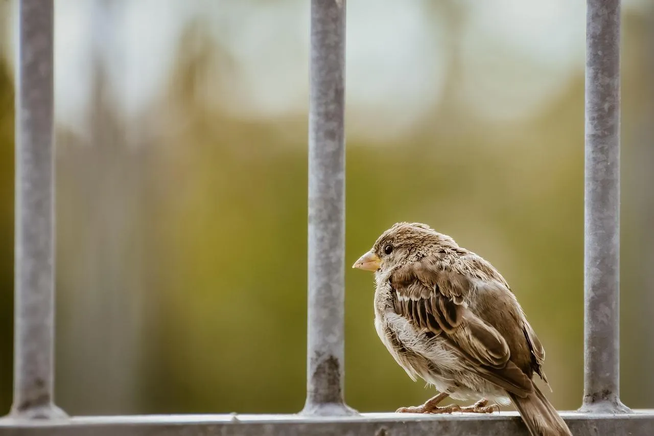 Small Brown Owl Peering Through Wooden Fence Wallpaper