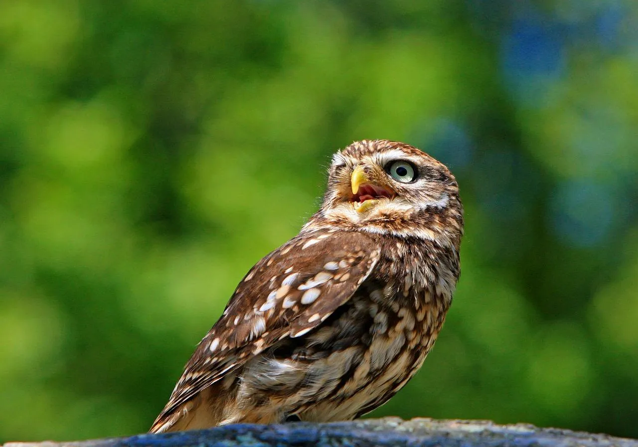 Small Brown Owl Perched on a Green Leaf Branch Wallpaper