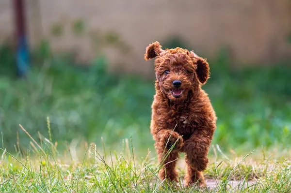 Small Brown Poodle Puppy Running on Green Grass Free Image