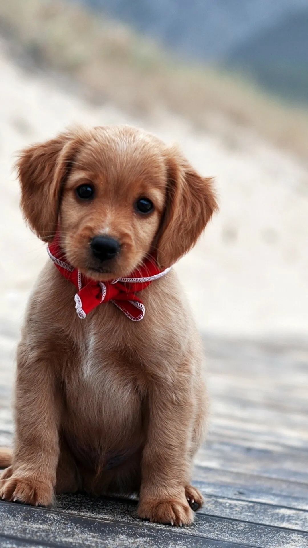 Small Brown Puppy Posing with a Red Ribbon on a Beach Path