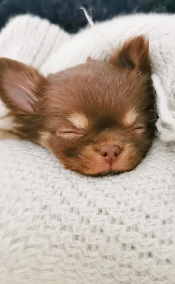 Small Brown Puppy Sleeping By Wrapping in a Soft Blanket