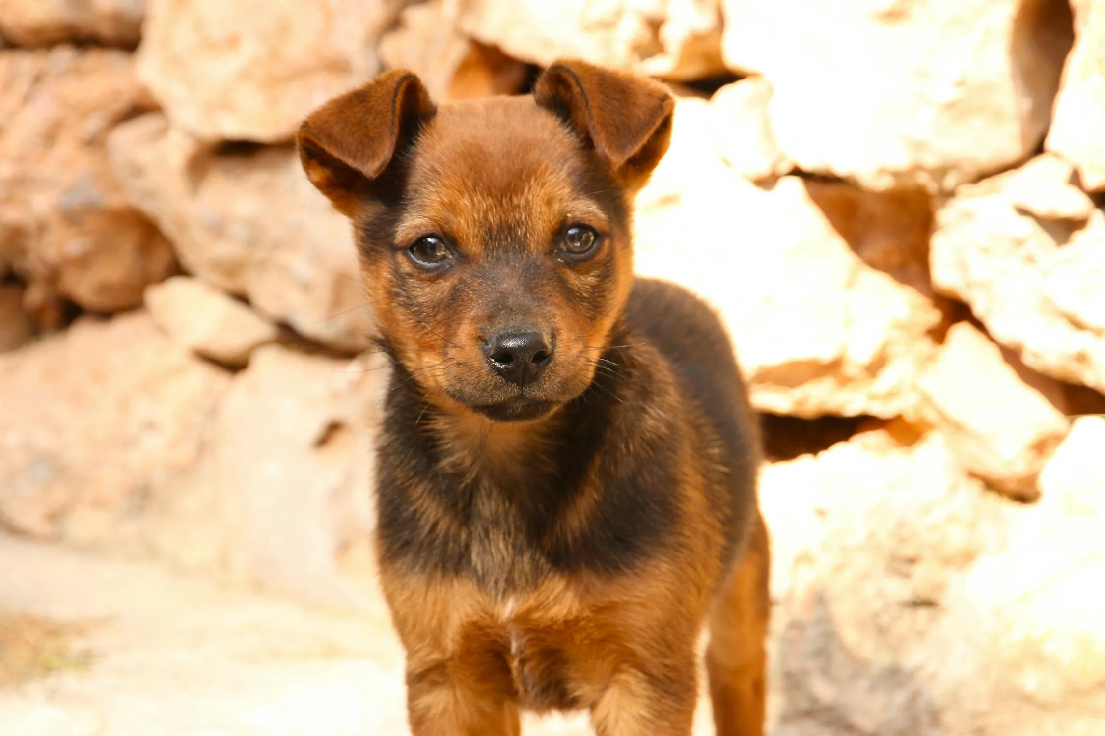 Small Brown Puppy Standing on Rocks Under Bright Sunlight
