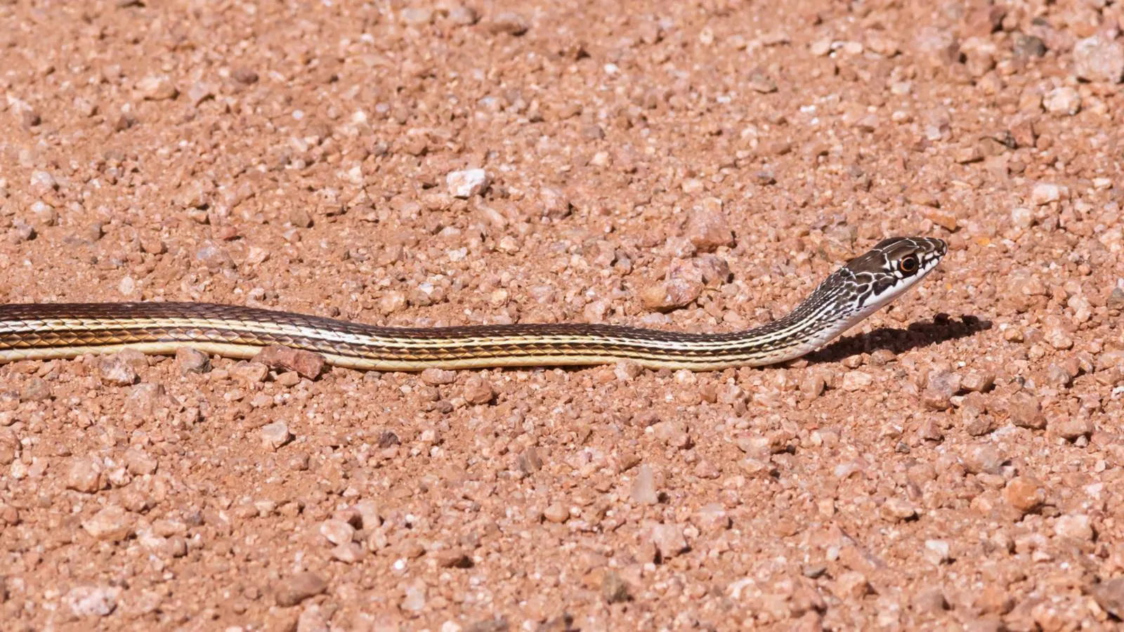 Small Brown Snake Slithering on Sandy Ground Wallpaper