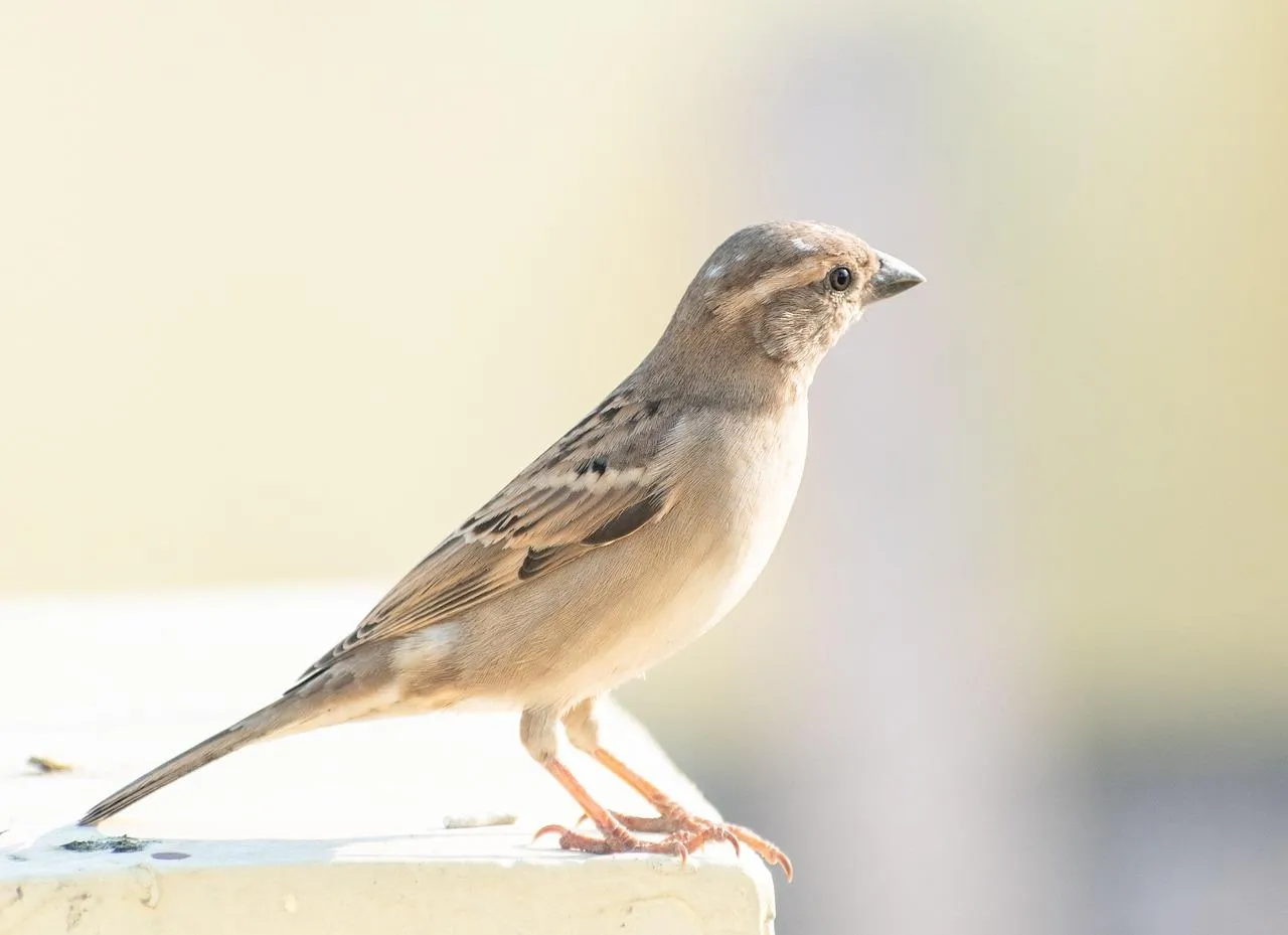 Small Brown Sparrow Bird in Natural Habitat Wallpaper