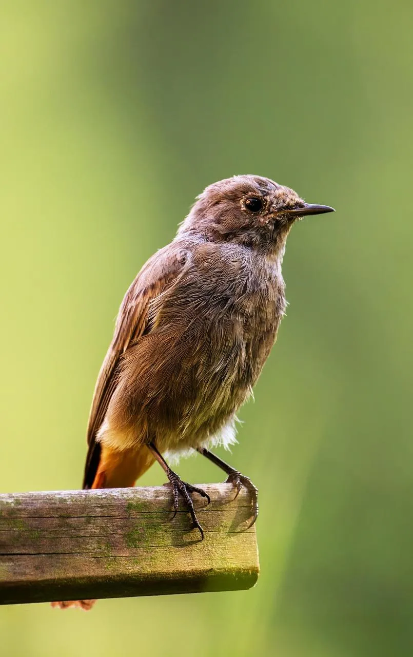Small Brown Sparrow Perched on a Wooden Tree Stump