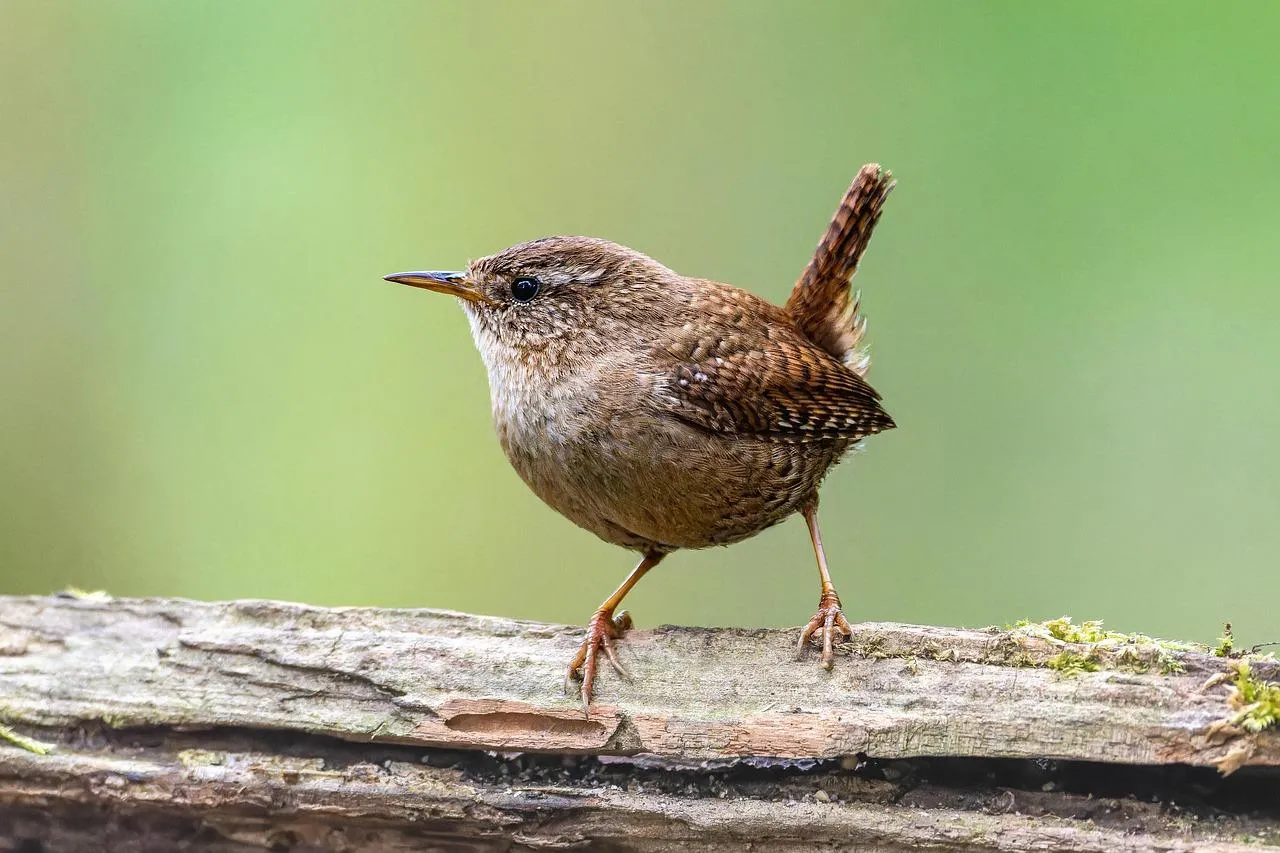 Small Brown Wren Standing on a White Wooden Fence Wallpaper