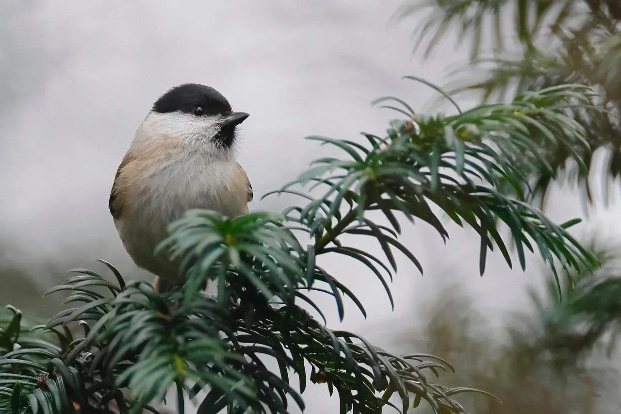 Small Chickadee Bird Sitting on Branch in Winter Wallpaper