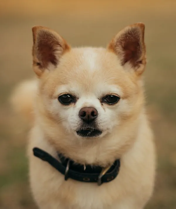 Small Chihuahua Dog Staring Calmly with Blurred Background