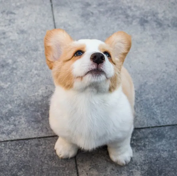 Small Corgi Puppy Sitting Cutely on a Grey Tiled Floor Image