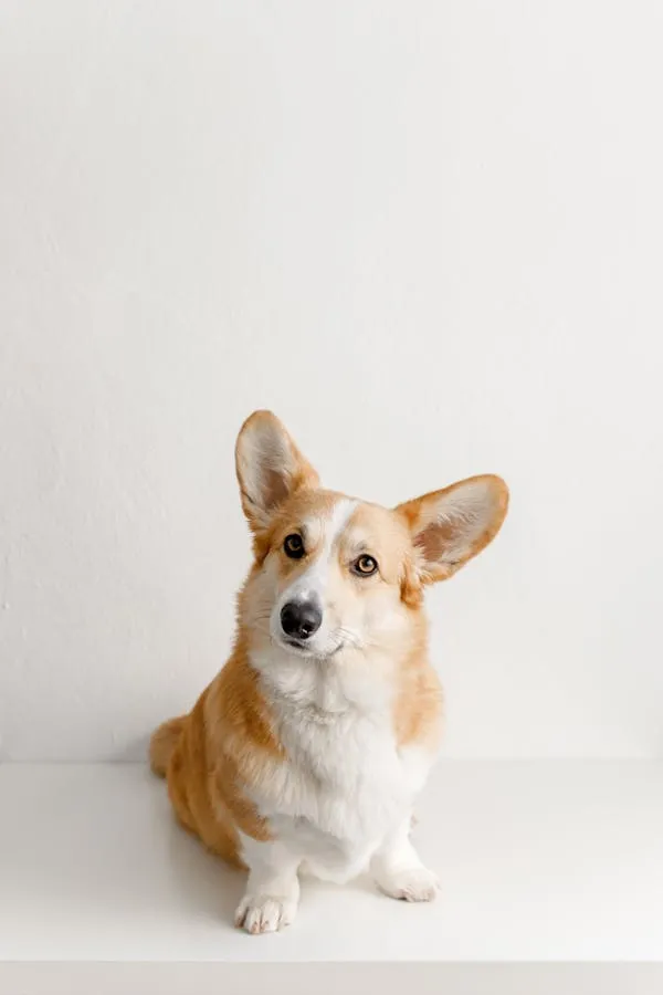 Small Corgi Puppy Sitting on White Floor and Looking Image
