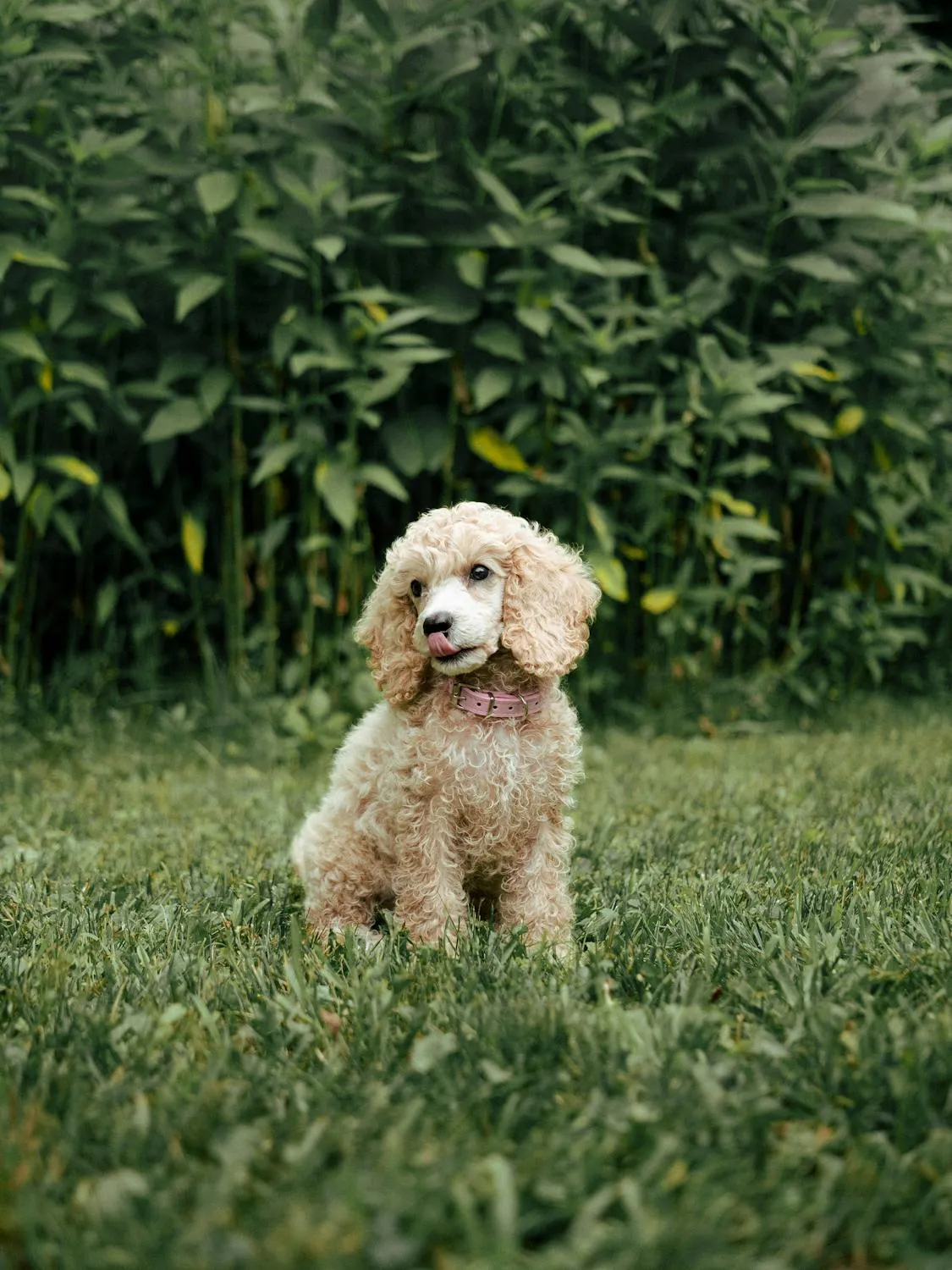 Small Cream Coloured Poodle Standing on Lush Green Grass