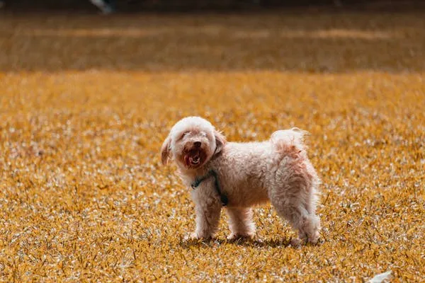 Small Curly Haired Puppy Walking on Golden Grass Wallpaper