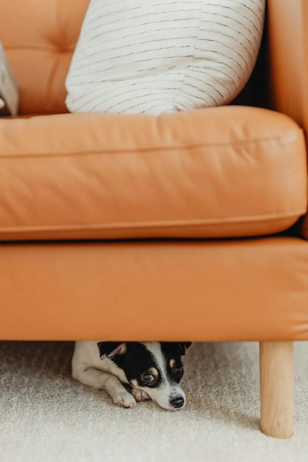 Small Dog Hiding Under Orange Leather Couch Free Hd Image