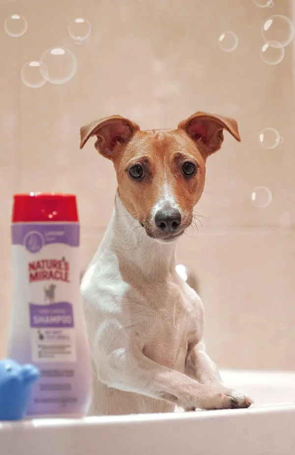 Small Dog in Bathtub with Shampoo Bottle and Soap Bubbles