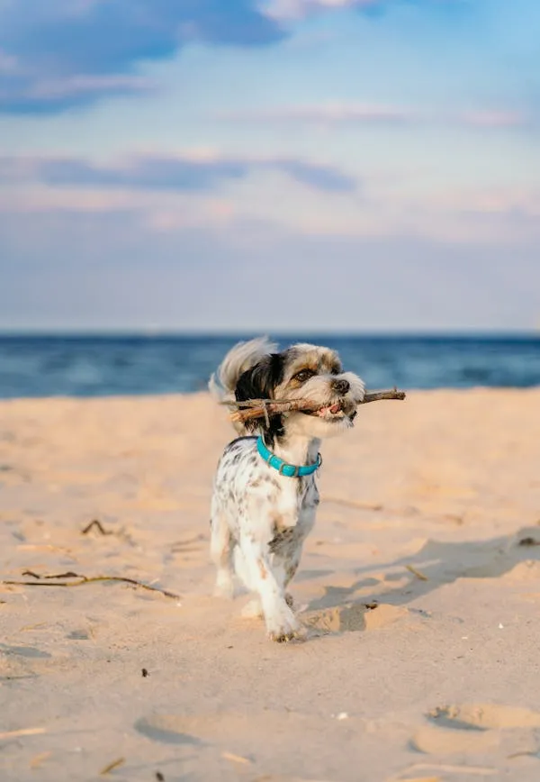 Small Dog Joyfully Carrying a Stick on a Sandy Beach Image