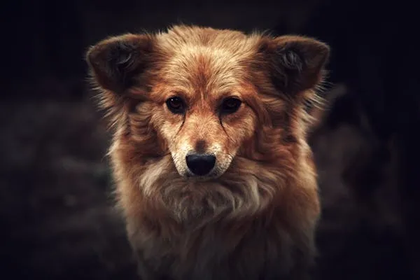 Small Dog Looking Directly with Dark Background Hd Image