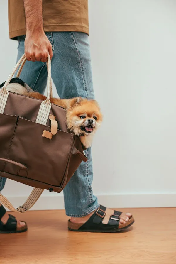 Small Dog Peeking Out Of a Handbag Held By Person Image