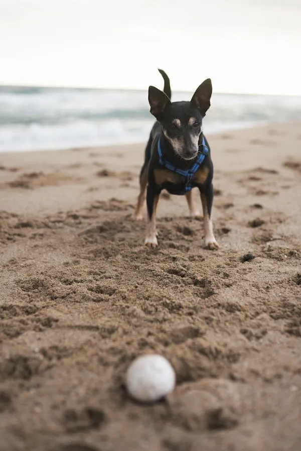 Small Dog Standing on Sandy Beach and Looking at the Ball