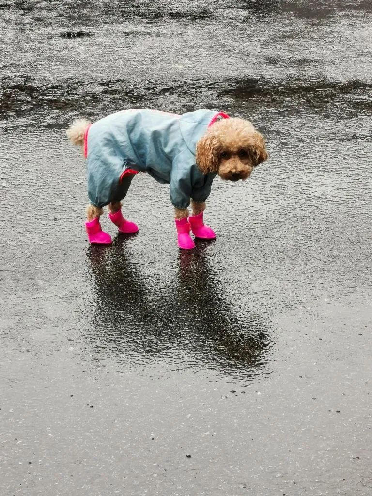 Small dog wearing winter outfit walking outside Wallpaper