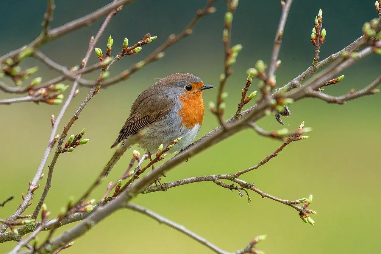 Small European Robin Bird Perched on Branch in Spring