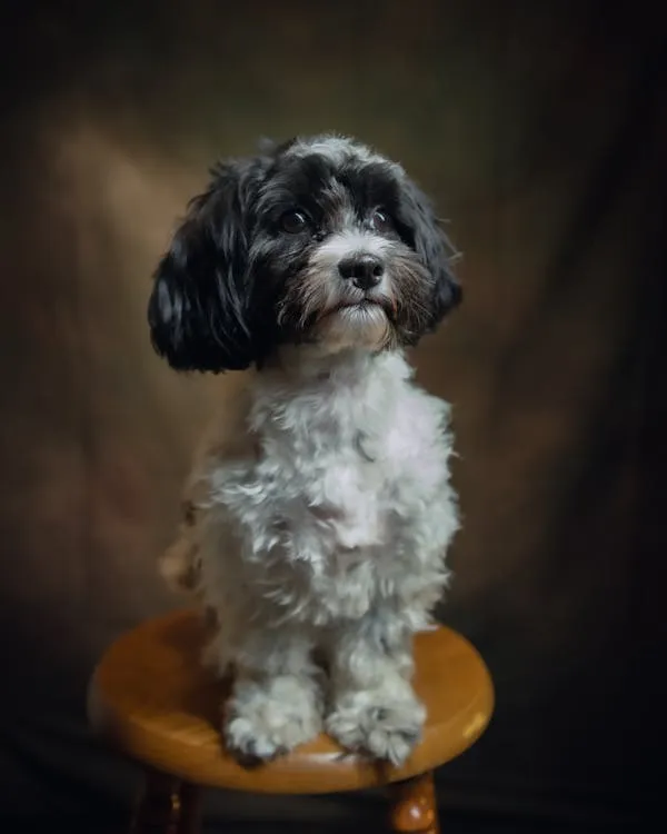 Small Fluffy Black and White Dog Sitting on Wooden Stool