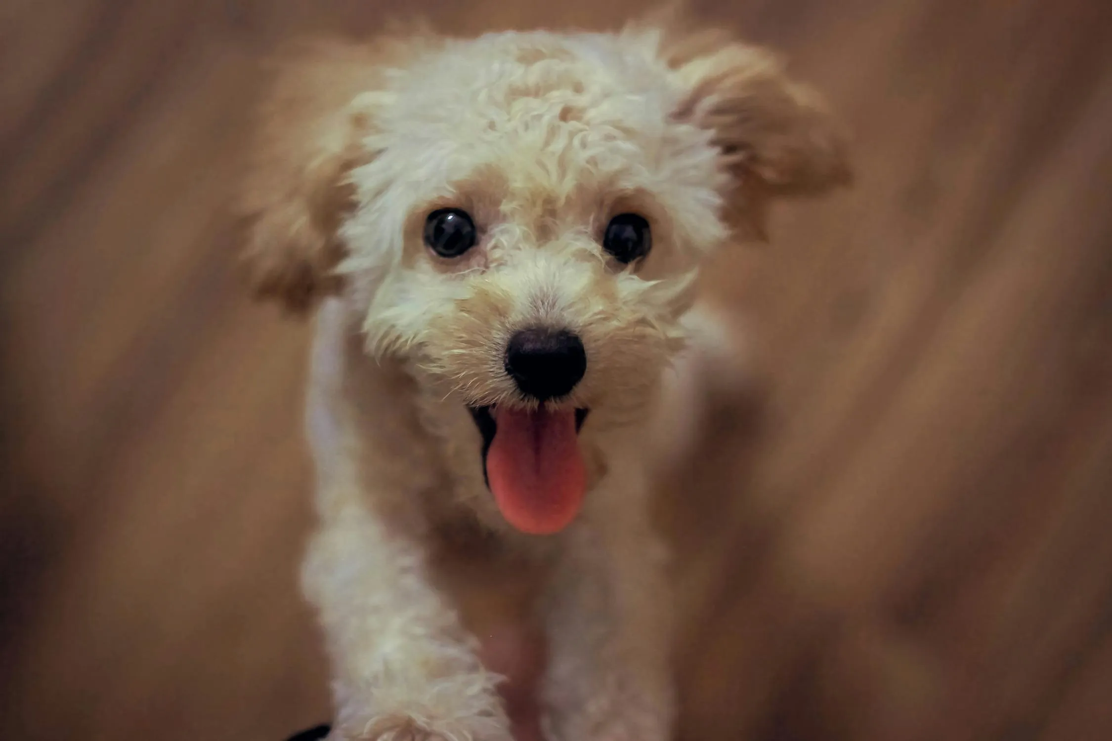 Small Fluffy Cream Dog Running Happily Towards the Camera