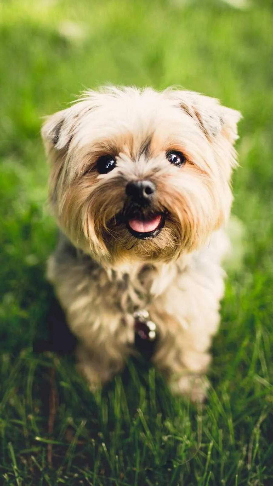 Small Fluffy Dog Smiling For the Camera Free Hd Wallpaper