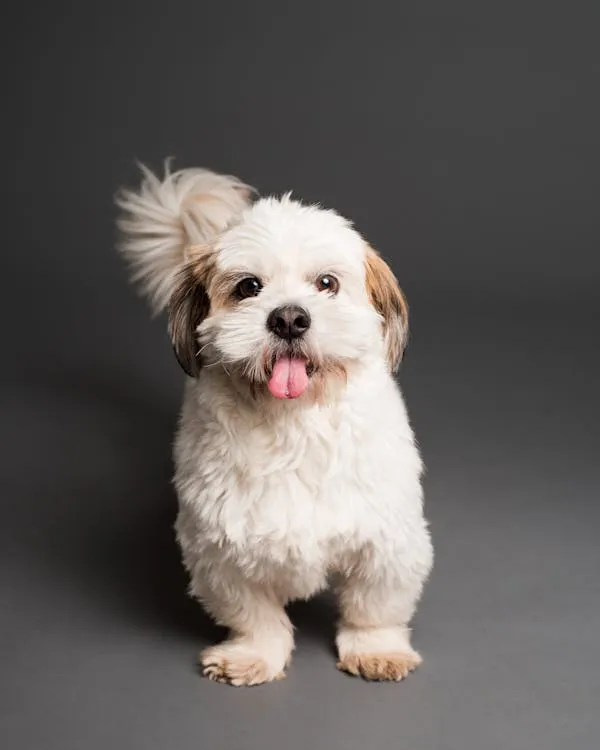 Small Fluffy White Puppy Standing on Gray Background Studio