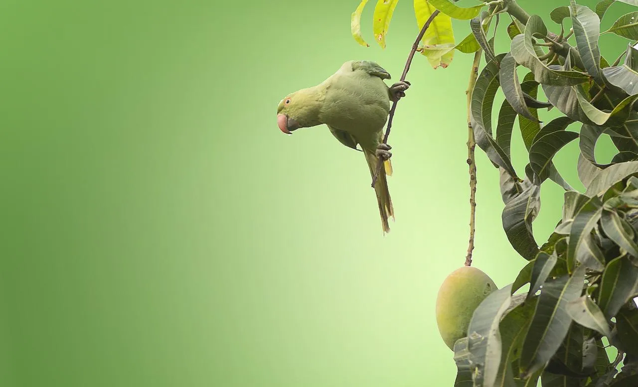 Small Green Bird Hanging Upside Down from Branch Wallpaper