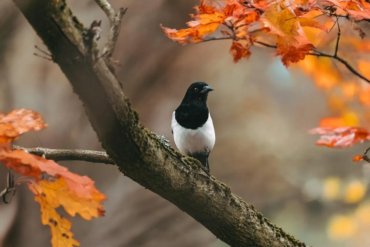 Small Green Bird on Orange Branch During Fall Wallpaper
