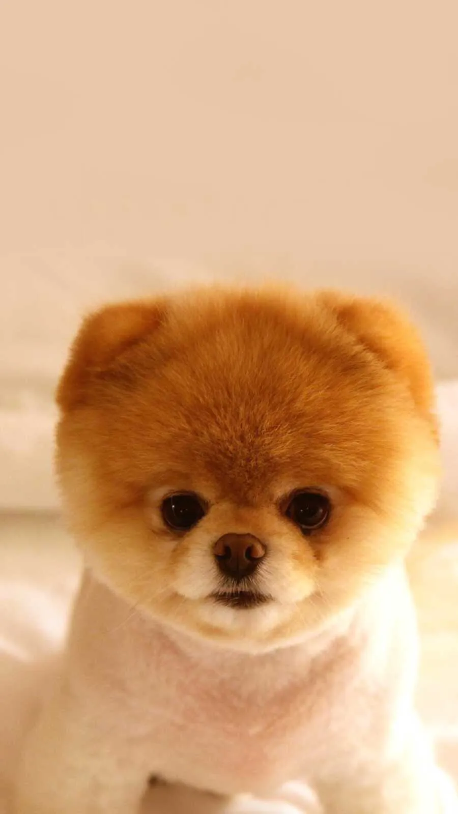 Small Pomeranian Puppy Looking Sweet with Round Black Eyes