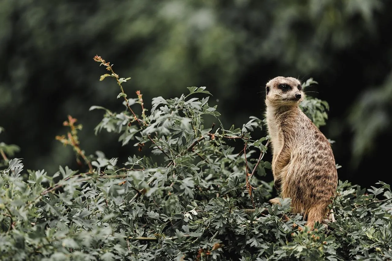 Small Prairie Dog Standing Alert in Natural Habitat