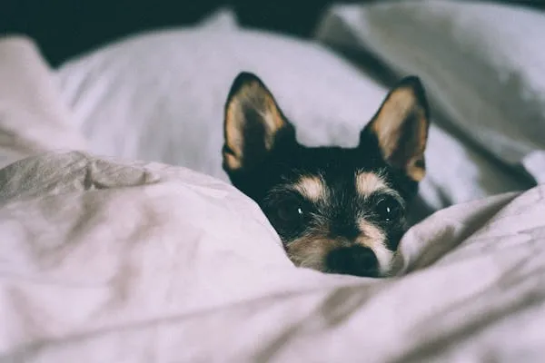 Small Puppy Curled Up in Bed Under a Blanket Free Wallpaper